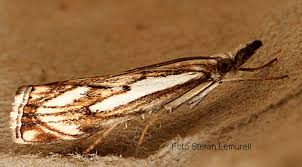 Attēlu rezultāti vaicājumam “Catoptria falsella”