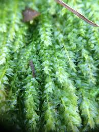 Attēlu rezultāti vaicājumam “Pseudotaxiphyllum elegans macro”