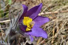 Attēlu rezultāti vaicājumam “Pulsatilla patens fruit”