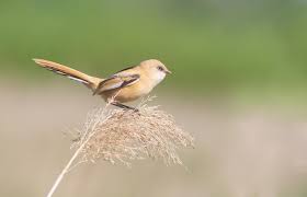 Attēlu rezultāti vaicājumam “Panurus biarmicus female”