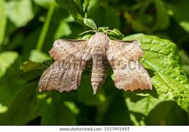 Attēlu rezultāti vaicājumam “Laothoe populi”