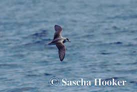 Image result for Pterodroma feae