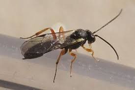 Attēlu rezultāti vaicājumam “Cyclophora annularia”