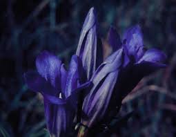 Attēlu rezultāti vaicājumam “Gentiana pneumonanthe”