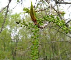 Attēlu rezultāti vaicājumam “Populus nigra leaf”