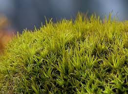 Attēlu rezultāti vaicājumam “Tortella inclinata”