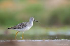 Image result for Tringa melanoleuca