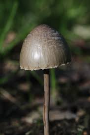 Attēlu rezultāti vaicājumam “Panaeolus papilionaceus”