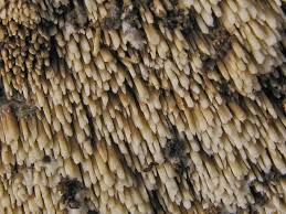 Attēlu rezultāti vaicājumam “Mycoacia fuscoatra”