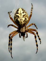 Attēlu rezultāti vaicājumam “Aculepeira ceropegia”