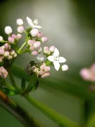 Attēlu rezultāti vaicājumam “Galium palustre”