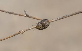 Attēlu rezultāti vaicājumam “Eurygaster testudinaria imago”