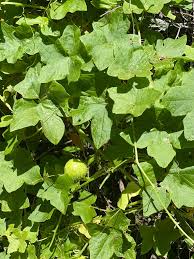 Attēlu rezultāti vaicājumam “Echinocystis lobata”