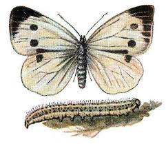 Attēlu rezultāti vaicājumam “Pieris brassicae”