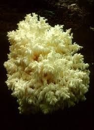 Attēlu rezultāti vaicājumam “Hericium coralloides”