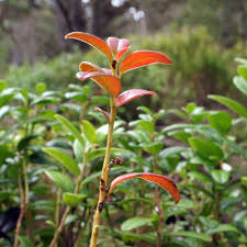 Attēlu rezultāti vaicājumam “Exobasidium splendidum”