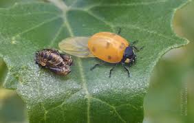 Attēlu rezultāti vaicājumam “Coccinella septempunctata imago”