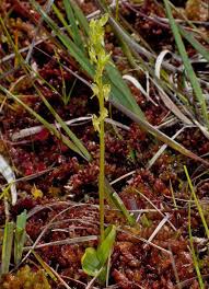 Attēlu rezultāti vaicājumam “Hammarbya paludosa leaf”