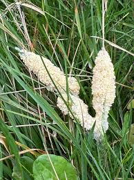 Attēlu rezultāti vaicājumam “Didymium crustaceum”