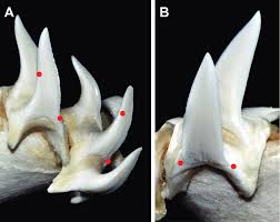 Image result for Isurus oxyrinchus