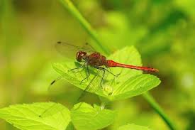 Attēlu rezultāti vaicājumam “Sympetrum sanguineum male”