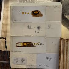 Attēlu rezultāti vaicājumam “Badhamia nitens sessile”