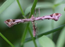 Attēlu rezultāti vaicājumam “Platyptilia sp.”