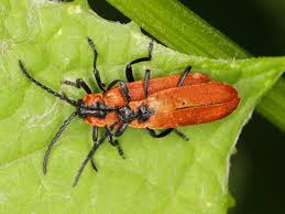 Attēlu rezultāti vaicājumam “Lygistopterus sanguineus”