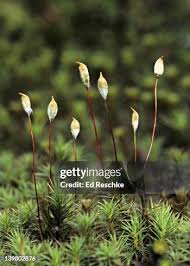 Attēlu rezultāti vaicājumam “Hygrohypnum luridum sporophyte”