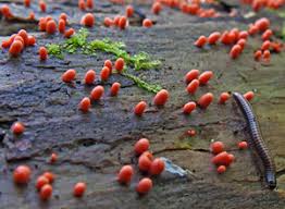 Attēlu rezultāti vaicājumam “Ommatoiulus vilnensis”