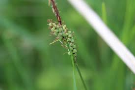 Attēlu rezultāti vaicājumam “Carex loliacea fruit”