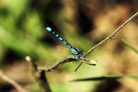 Attēlu rezultāti vaicājumam “Enallagma cyathigerum”