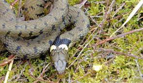 Attēlu rezultāti vaicājumam “Natrix natrix adult”