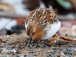 Image result for Calidris ruficollis