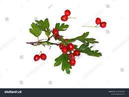 Attēlu rezultāti vaicājumam “Crataegus monogyna fruit”