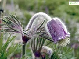 Attēlu rezultāti vaicājumam “Pulsatilla pratensis leaf”