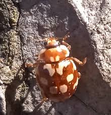 Attēlu rezultāti vaicājumam “Myrrha octodecimguttata”