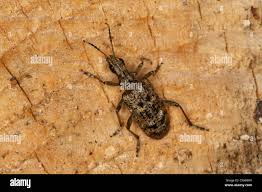 Attēlu rezultāti vaicājumam “Rhagium inquisitor”