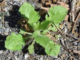 Attēlu rezultāti vaicājumam “Erigeron annuus leaf”