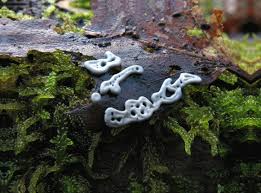 Attēlu rezultāti vaicājumam “Diderma testaceum”