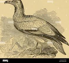 Image result for Essex Stragglers