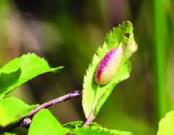 Attēlu rezultāti vaicājumam “Prunus spinosa leaf”