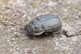 Attēlu rezultāti vaicājumam “Opatrum sabulosum”