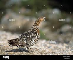 Attēlu rezultāti vaicājumam “Tetrao urogallus male”