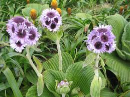 Attēlu rezultāti vaicājumam “Campylophyllum sommerfeltii”