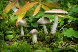 Attēlu rezultāti vaicājumam “Stropharia hornemannii”