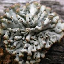 Attēlu rezultāti vaicājumam “Hypogymnia tubulosa”