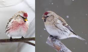 Attēlu rezultāti vaicājumam “Fringillidae”