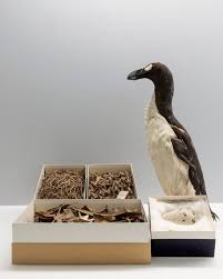 Image result for Pinguinus impennis