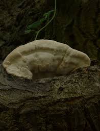 Attēlu rezultāti vaicājumam “Aurantiporus fissilis”